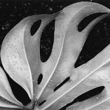 Leaf, Hilo, 1979 Photographic Print by Brett Weston