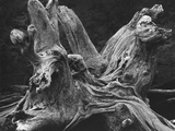 Driftwood Stump by Brett Weston Fotografie-Druck von Brett Weston