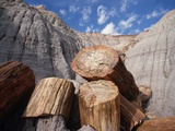Petrified Logs Fotografisk trykk av Tom Bean