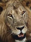 Male Lion's Face Photographic Print by Staffan Widstrand