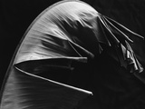 Leaf Photographic Print by Brett Weston