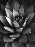 Agaver Fotografie-Druck von Brett Weston