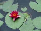Blooming Water Lily at Heian Shrine Photographic Print by Wolfgang Kaehler
