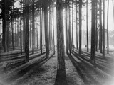 Lights and Shadows Showing Through the Trees Photographic Print by Bettmann 