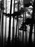 Pines in Fog, 1962 Photographic Print by Brett Weston