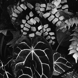 Leaves Photographic Print by Brett Weston