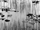 Reeds and Lily Pads Fotografie-Druck von Brett Weston