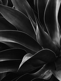 Century Plant Photographic Print by Brett Weston