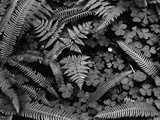 Ferns and Clover Photographic Print by Brett Weston