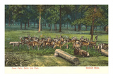 Deer Park, Belle Isle, Detroit, Michigan Prints