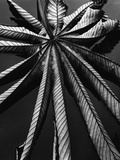 Leaf, Hawaii, 1978 Photographic Print by Brett Weston