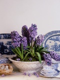 Purple Hyacinth Potted in a Ceramic Bowl Photographic Print by Di Lewis