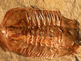 Trilobite Fossil Photographic Print by Tom Bean