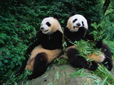 Panda Bears Eating Bamboo Photographic Print by Keren Su