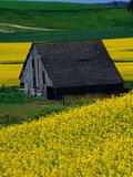Barn in Rape Seed Field Photographic Print by Darrell Gulin