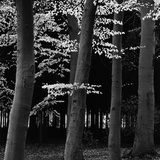 Beech Forest Photographic Print by Brett Weston Beech Forest Photographic Print by Brett Weston