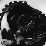Octopus Tentacle Photographie par Brett Weston