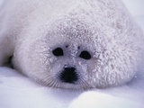 Harp Seal Pup with Snow on Fur Photographic Print by John Conrad