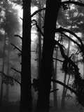 Pines in Fog Photographic Print by Brett Weston