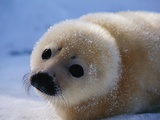 Harp Seal Pup Photographic Print by John Conrad