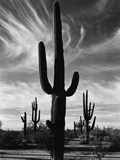Saguaros, Arizona Fotografie-Druck von Brett Weston
