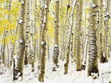 Aspen Grove in Winter Fotografie-Druck von Darrell Gulin