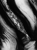 Holz Fotografie-Druck von Brett Weston