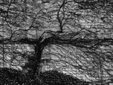 Brick Wall with Ivy Photographic Print by Brett Weston