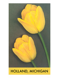 Holland, Michigan, Yellow Tulips Prints