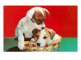 Jack Russell Puppies in Basket Print