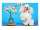 Poodle with Orchids, Retro Prints