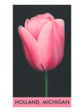 Holland, Michigan, Pink Tulip Posters