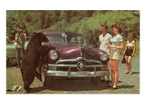 Tourists Watching Black Bear Photographie