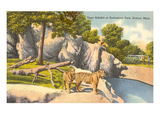 Tigers in Zoo, Detroit, Michigan Prints