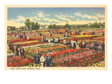 Granja de tulipanes, Holland, Michigan Láminas