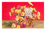 White Kitten in Basket of Daisies Affiches