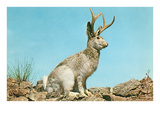 Jackalope Posters
