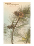 Pine Needles and Cones, Southern Pines, North Carolina Posters