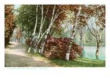 Birches, Lake Como Park, St. Paul, Minnesota Photo