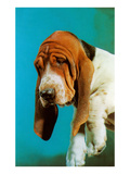Sad Basset Hound Posters
