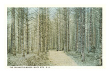 Enchanted Woods, White Mountains, New Hampshire Posters