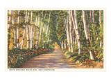 Bouleaux blancs, New Hampshire Affiches