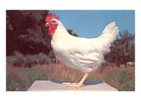 Leghorn Rooster Photo