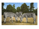 Zebras, Forest Park Zoo, St. Louis, Missouri Prints