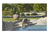 Hippopotamus in Zoo, Detroit, Michigan Photo