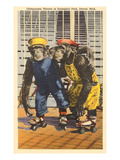 Chimps in Zoo, Detroit, Michigan Prints