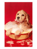 Puppy Bathing in Bowl Print