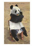 Panda, Forest Park Zoo, St. Louis, Missouri Posters