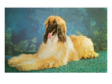 Afghan Hound Posters