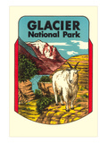 Glacier National Park, Rocky Mountain Goat, Montana Photo